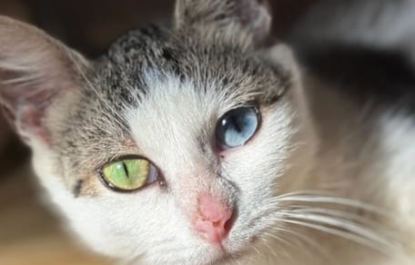 Kat met prachtige ogen