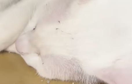 chat blanc