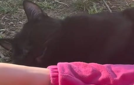 singing cat