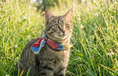 Gato con collar