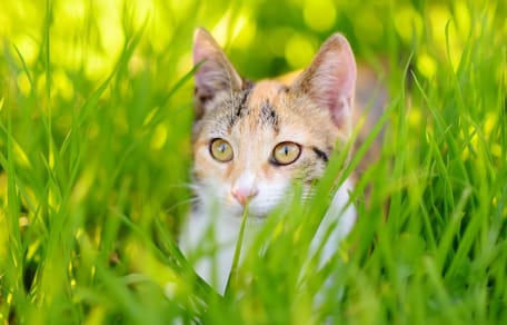 Katze im Gras
