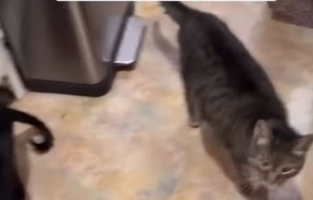 Chat dans la cuisine