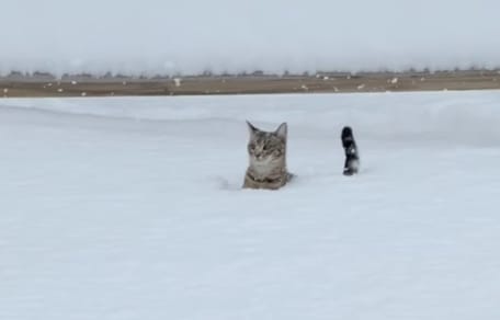 Cat in the snow