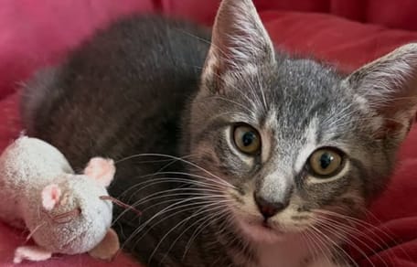 Gatto per strada