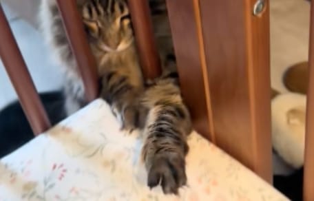 Cat by a baby's cot