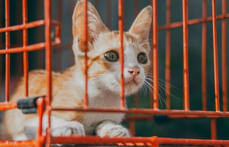 Cat in a cage
