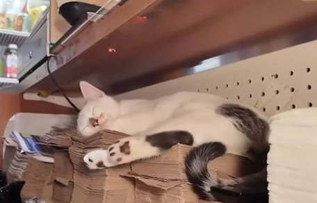 A cat in a grocery shop