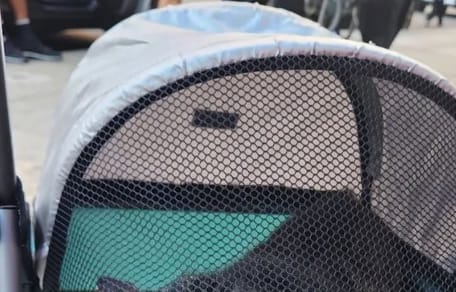 Cat in a pushchair