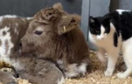Chat de ferme et veau