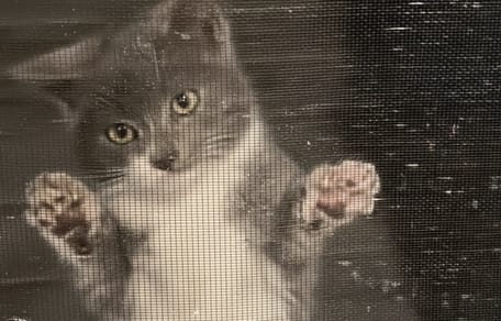 Gato frente a mosquitera