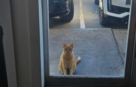 Chat devant un restaurant