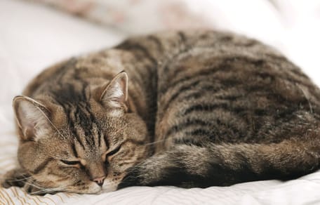 chat dort