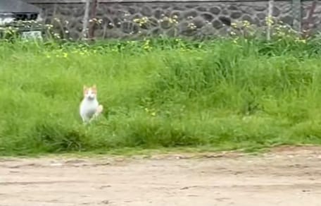 Zwerfkat