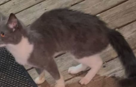 chat errant