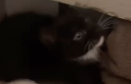 chat errant