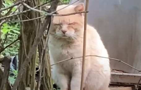 chat errant