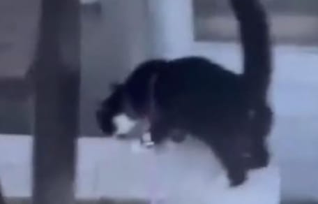 Chat errant