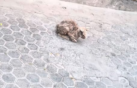 Stray cat