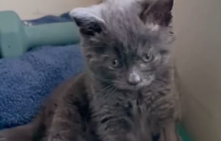Streunende Katze