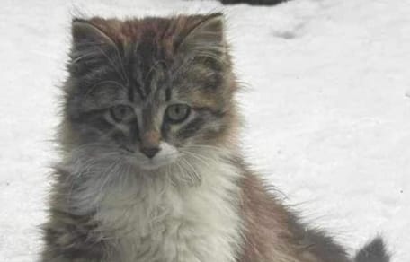 Stray cat