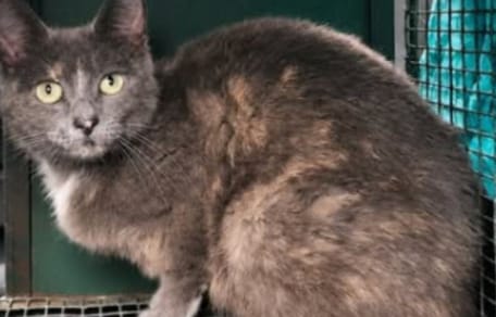 Zwerfkat strijkt neer in tuin: dagen later is het "probleem" een stuk groter