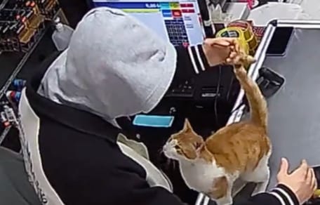 Gatto randagio