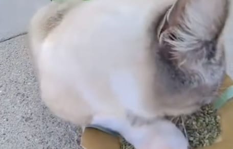 Zwerfkat