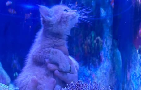 A kitten looking at fish in an aquarium