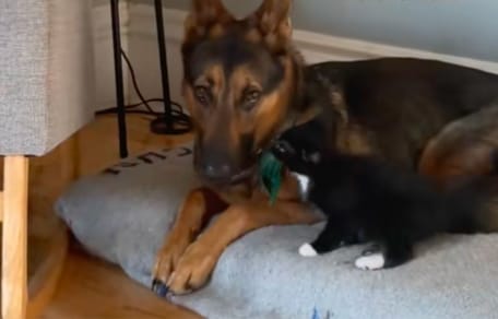 Katze und Deutscher Schäferhund