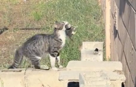 Katze und Kätzchen