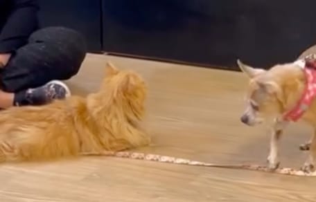 Cat and dog