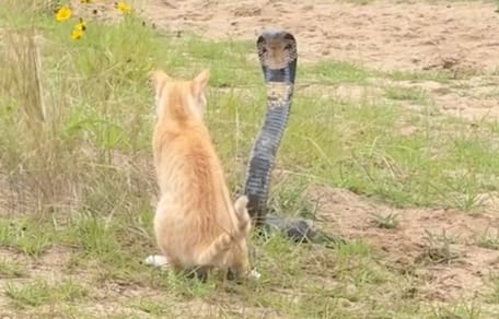 Gatto e cobra