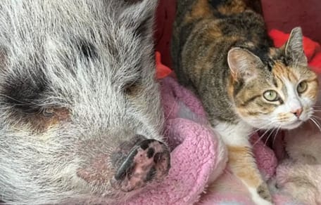 chat et cochon