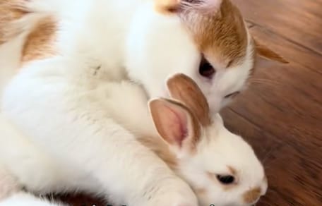 Gatto e conigli