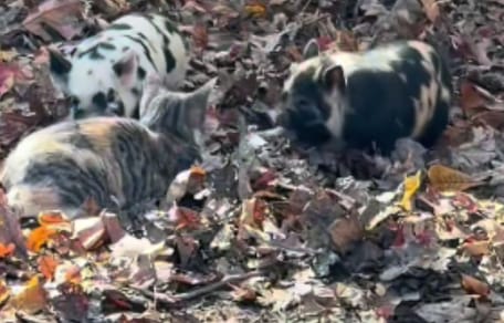Cat and piglets