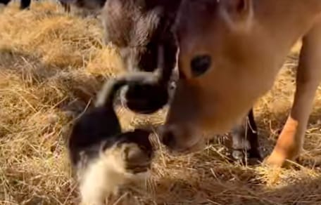 Cat and calves