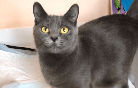 chat gris
