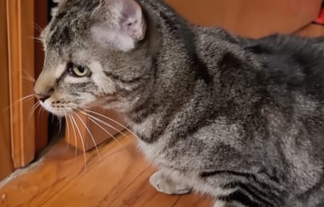 Gatto con disabilità