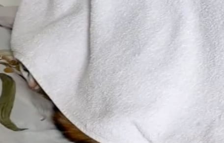 chat internet TikTok