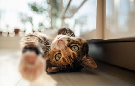 Cat playing