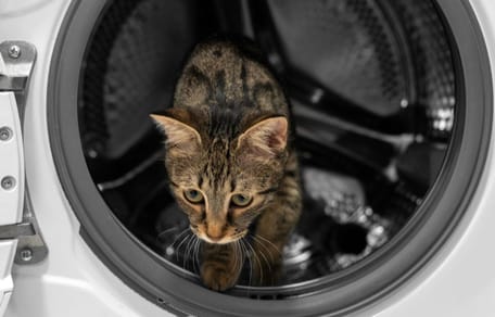 cat washing machine