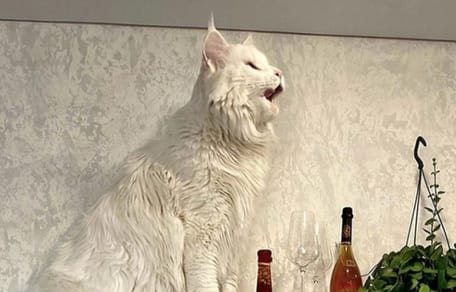 Son chat Maine Coon est aussi grand que sa fille de 4 ans : sur Internet, les internautes sont choqués