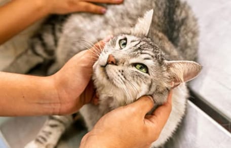 Kranke Katze