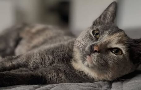 Chat Misty