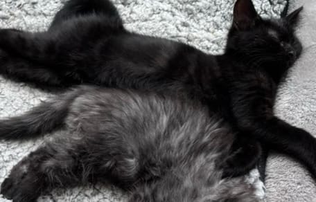chat noir