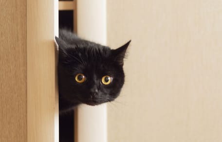 chat noir