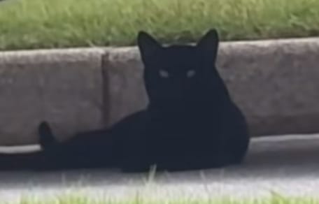 Black cat