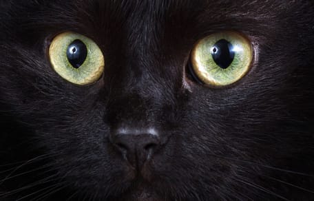 Zwarte kat