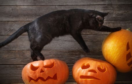 Chat noir citrouille