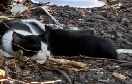 Chat noir et blanc